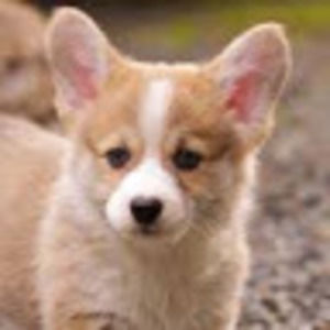 Meet your Posher, Bailey